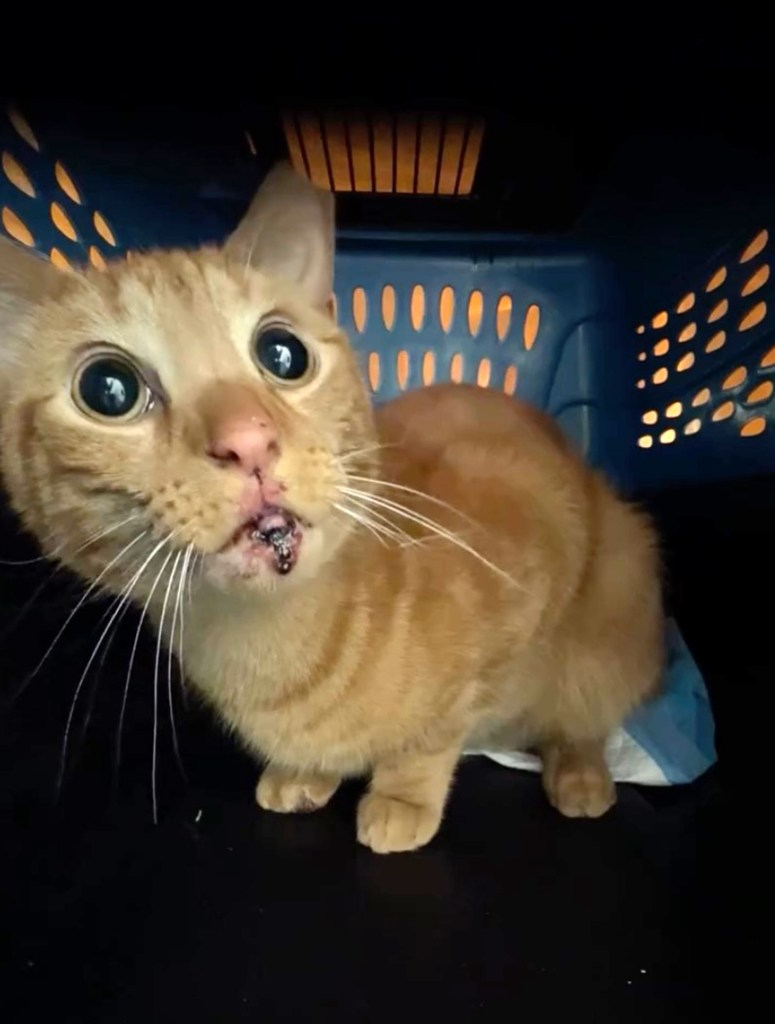 O bichinho teve um corte nos lábios, mas vai ficar bem. - Foto: Reprodução/ Show Bizzed